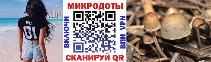 купить наркотики цена  Северск  Псилоцибиновые грибы мицелий 